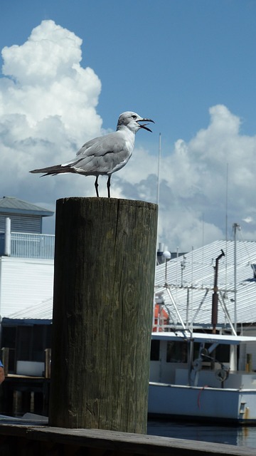 Free Seagull Gull photo and picture