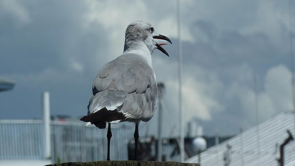 Free Seagull Gull photo and picture