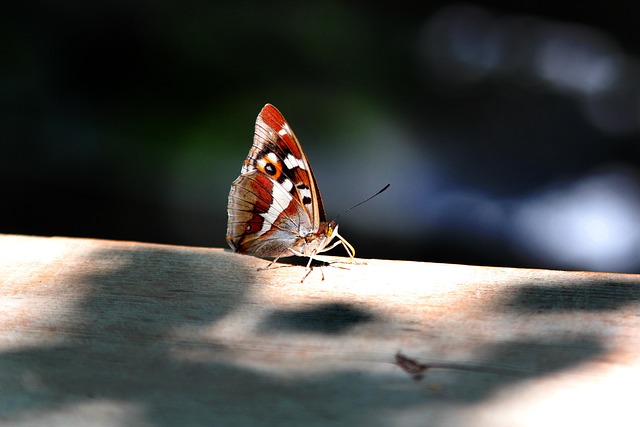 Free Peacock Butterfly Butterfly photo and picture