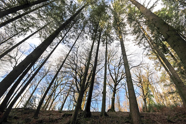 Wald, Bäume, Grizedale, Natur