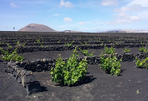 Lanzarote, Vingård, Væg, Vinavl, Vinstok