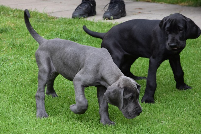 Free Dogs Puppies photo and picture