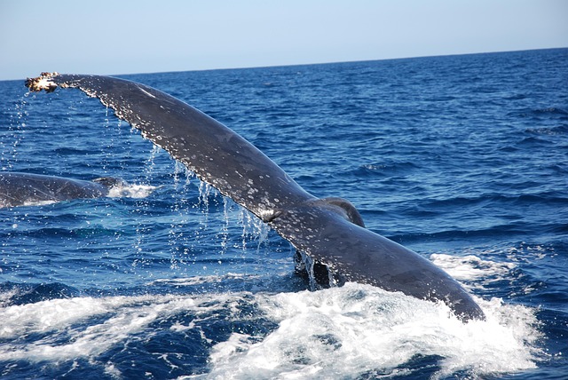 Free Tail Fin Humpback Whale photo and picture