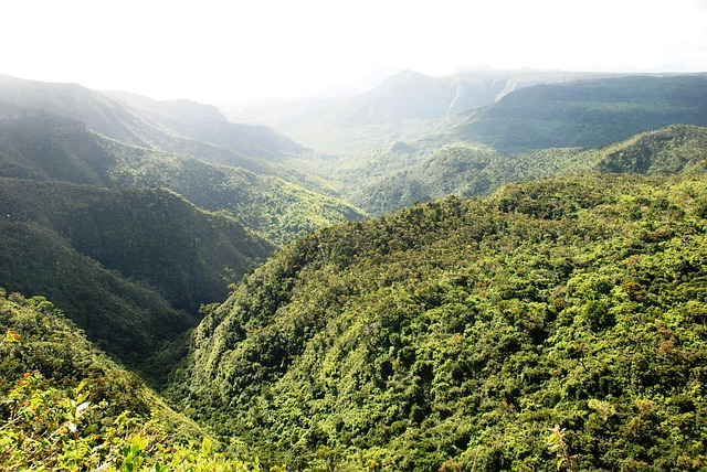 Free Mauritius Jungle photo and picture