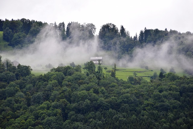 Free Alps Forest photo and picture
