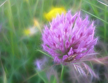 Free Art Flower photo and picture