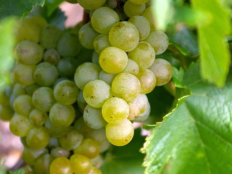 Free Grapes Wine photo and picture