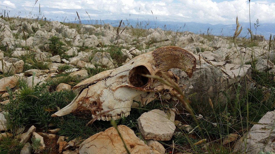 Skull, Sauer, Skjelett, Bein, Døde