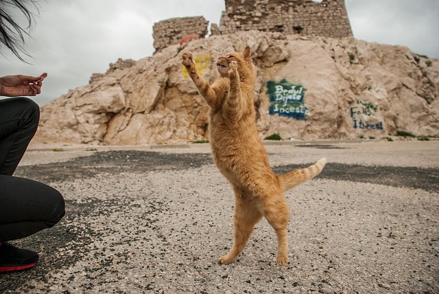 Free Cat Kitty photo and picture