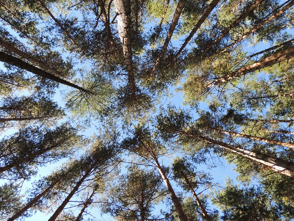 Pine Forest Trees Free photo on Pixabay Pine Forest Trees Free photo on Pixabay