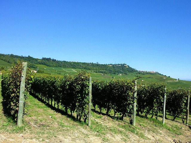 Free Vineyards Vines photo and picture