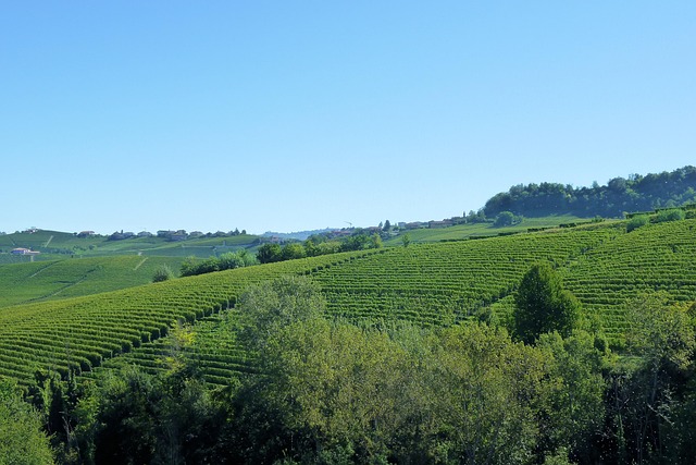 Free Vineyards Italy photo and picture