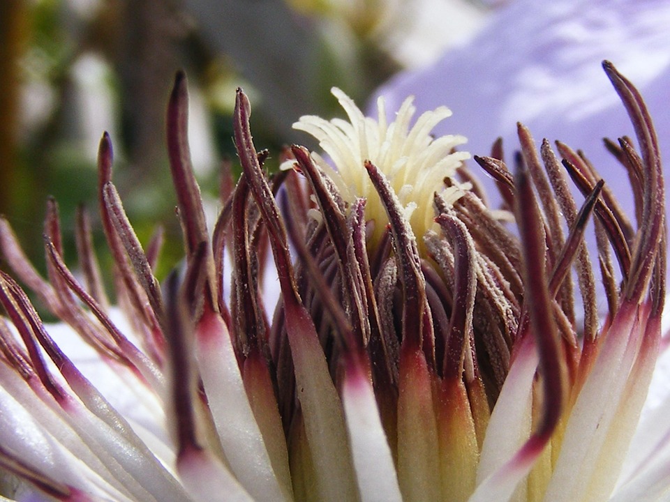 Blomma Ståndare Natur - Gratis foto på Pixabay