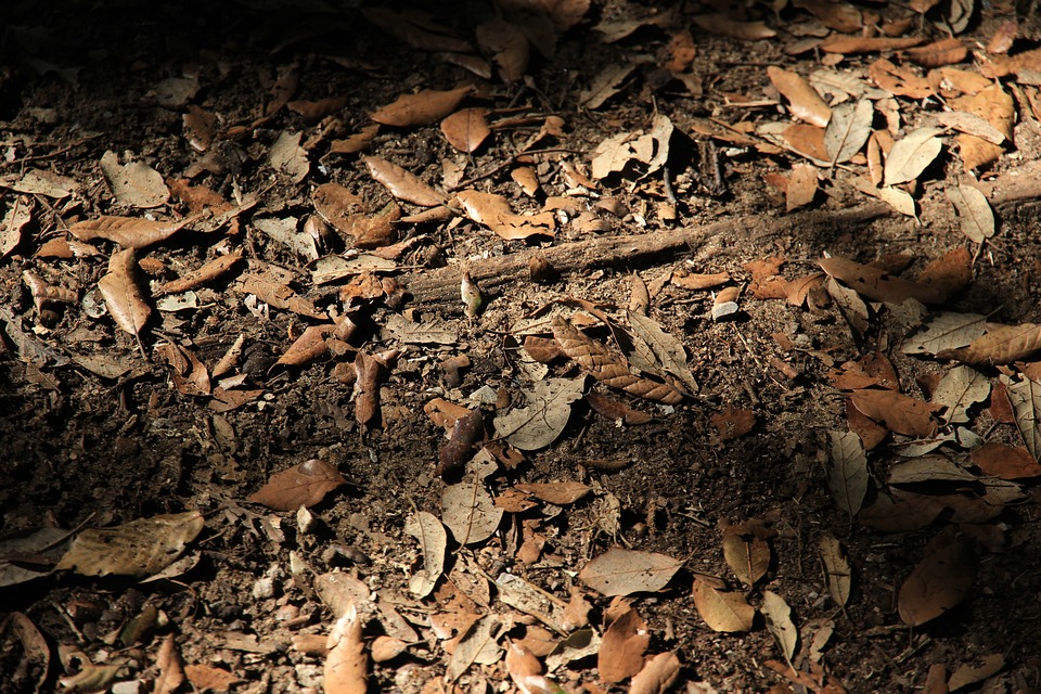Forest Floor Leaves Autumn · Free photo on Pixabay