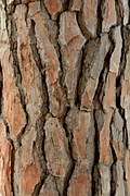 free photo pine bark pine bark tree free image on free photo pine bark pine bark tree free image on