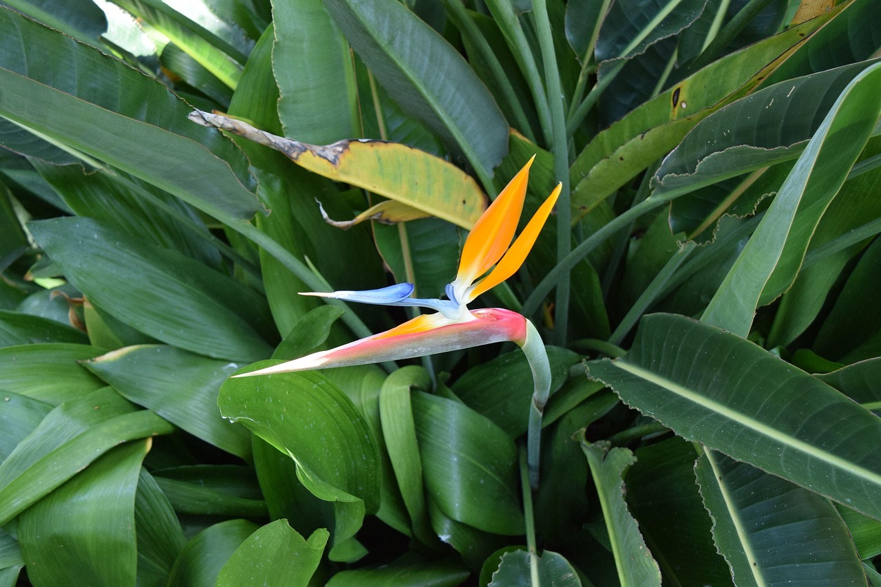 Caudata, Flor