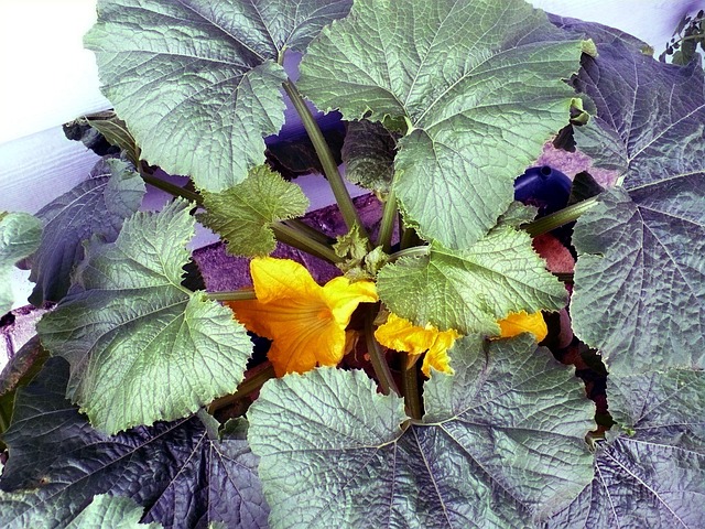 Free Squash Garden photo and picture