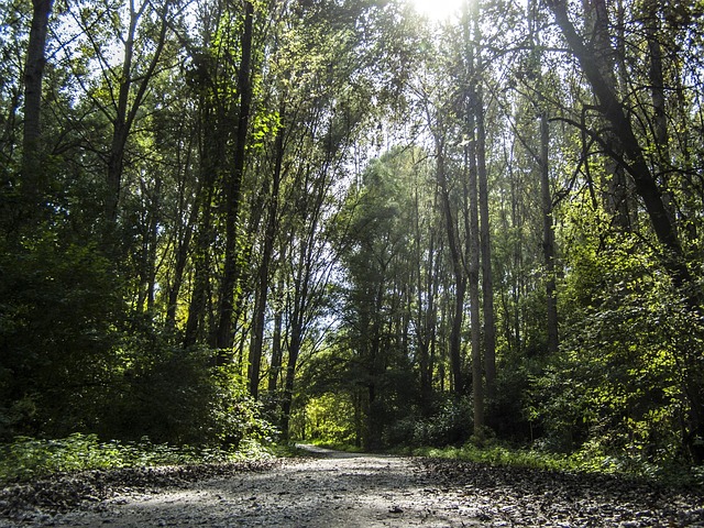 Free Forest Road photo and picture