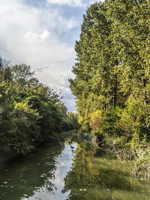 Free River Trees photo and picture