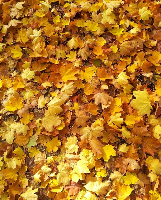 Free Leaves Autumn Leaves photo and picture