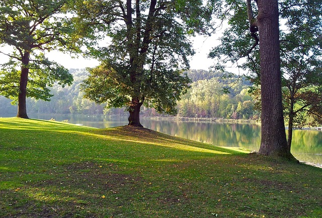 Free Trees Fall photo and picture