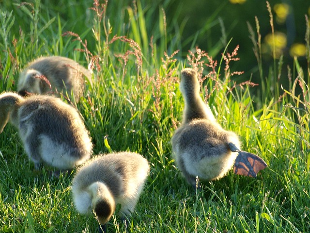 Free Geese Bird photo and picture