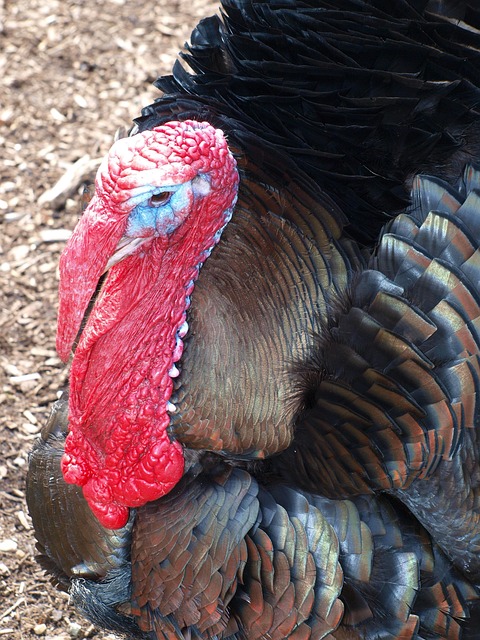 Free Turkey Animal photo and picture