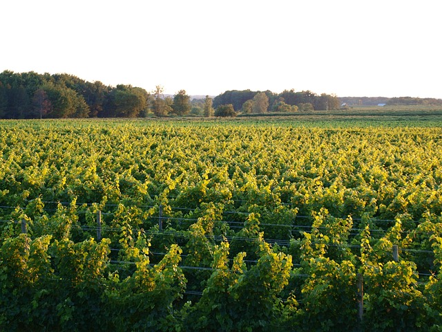 Free Vineyard Green photo and picture