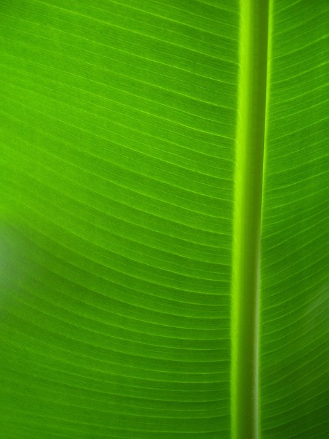 Free Plant Green photo and picture