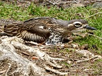 stone curlew, burhinus oedicnemus, nesting