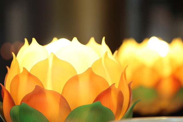 Lotus Beautiful Chinese - Free photo on Pixabay - Pixabay