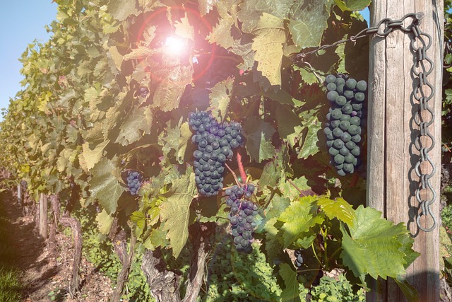 Weinlesefest bringt Tradition, Ranchos und Gastronomie nach Cabrela