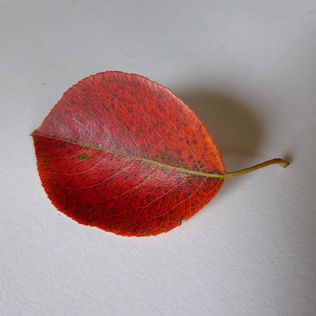 叶子 梨 落下 - Pixabay上的免费照片 - Pixabay