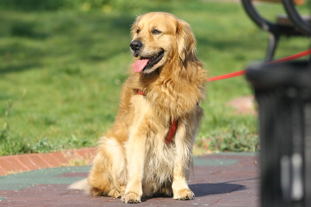 Free Golden Retriever Dog photo and picture