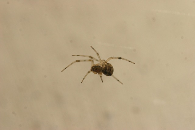 Free Spider Halloween photo and picture