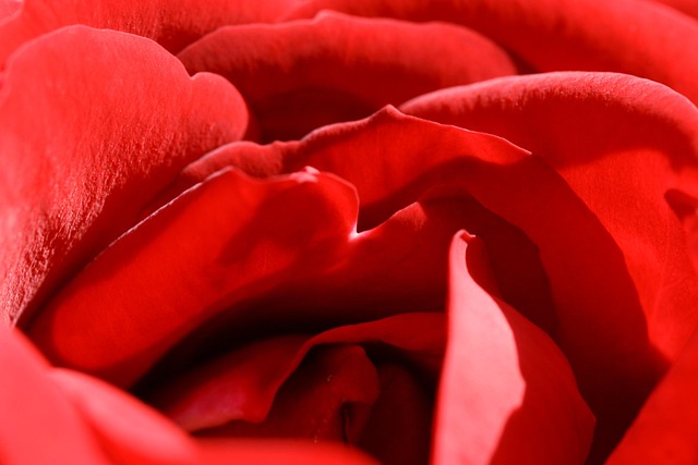 Free Rose Red photo and picture
