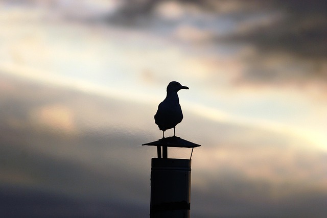 Free Seagull Animal photo and picture