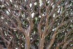 dragon tree, branches, canary island dragon tree
