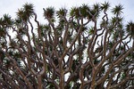 dragon tree, branches, shoots