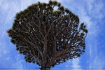 canary island dragon tree, inflorescences, dragon tree