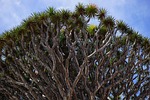 inflorescences, aesthetic, branches