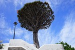 canary island dragon tree, support, tethers