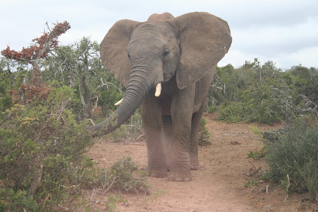 Free Elephant Wildlife photo and picture