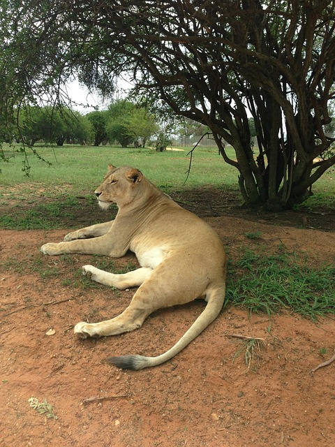 Free White Lion Lion photo and picture