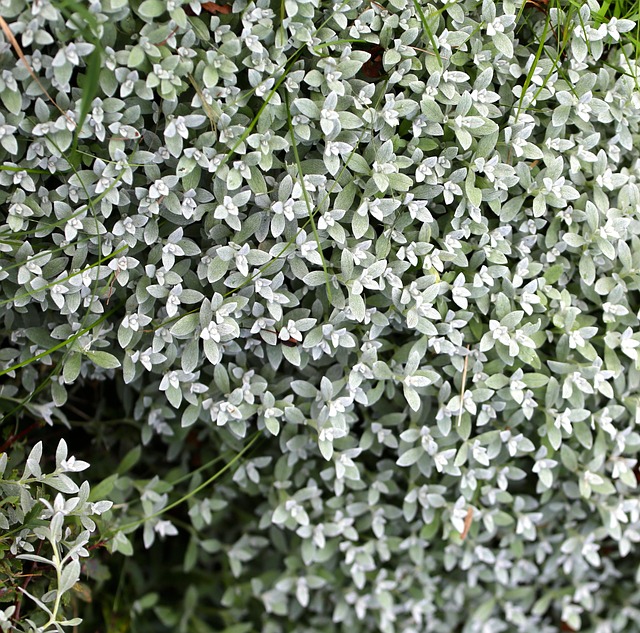 Silverarv Perennial Plant · Free photo on Pixabay