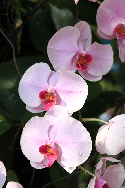 Free Orchids Pink photo and picture