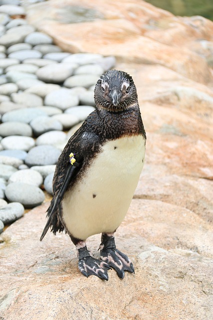 Free Penguin Cute photo and picture