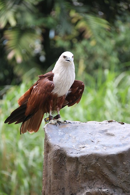 Free Eagle Bird photo and picture