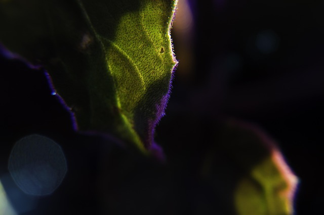 Free Leaf Green photo and picture