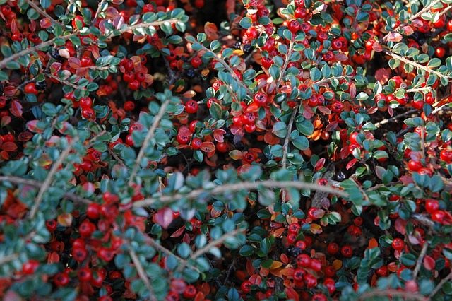 Beeren, Herbst, Cotoneaster, Beere